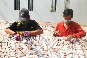 鵝貢東縣環廊鎮的乾魚、魚醬手藝村正在曬乾魚類。