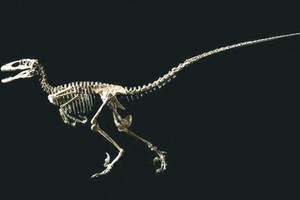 恐爪龍骨骼化石價逾 1200 萬美元成交