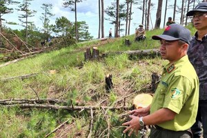 大勒市數百松樹被砍伐