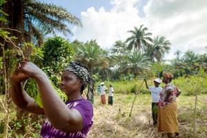 幾內亞的一個婦女合作社種植了富含維生素的辣木樹。