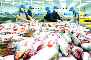 越南查魚外銷多國市場。