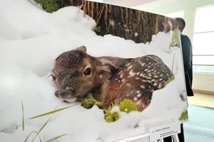  “自然寶藏”圖片展。