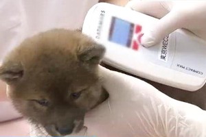 日本新法規定商家給貓狗植入晶片