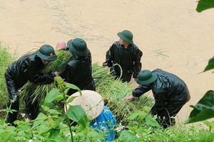 部隊助農民收割稻穀