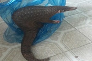 （示意圖源：互聯網）