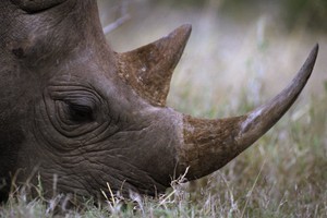 （示意圖源：互聯網）