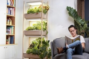 垂直廚房農場一次可種植數十棵植物。