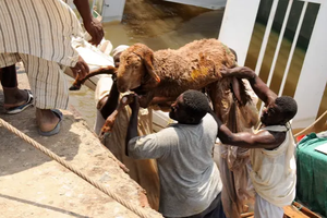 蘇丹一艘牲畜運輸船在港口附近沈沒。（資料圖）
