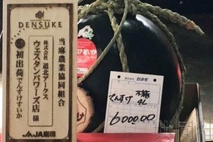日本“田助西瓜”拍出高價