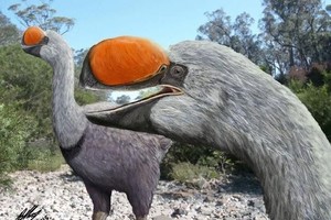 人類偷蛋造成遠古澳洲巨鳥滅絕