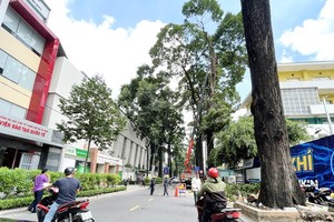 砍伐龜池周邊人行道腐爛樹木