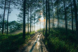 採用現代科技應用程式的森林現狀複查小組，旨在加強保護森林與管理效果。