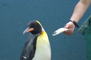 企鵝嫌棄平價魚。