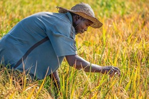 一位農民在田裡照料莊稼。
