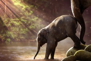 大象為何罹癌死亡率僅人類20%？