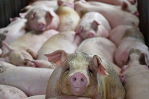 （示意圖源：互聯網）