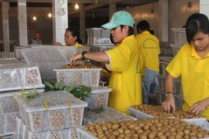 向歐盟與中國出口龍眼