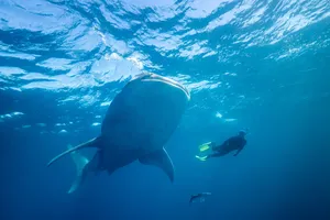 （示意圖源：互聯網）