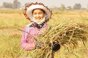 難忘當年秋收情