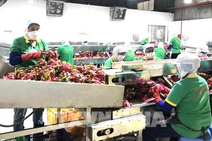 我國火龍果已銷往多個國家及地區。