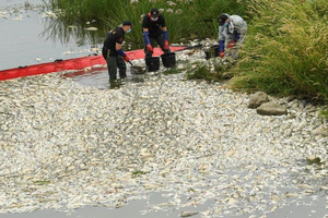 工作人員在河流域打撈死魚。