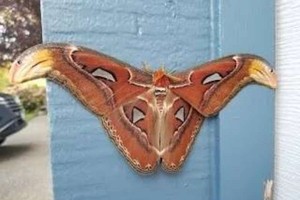 （示意圖源：互聯網）