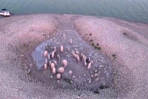 歐洲河湖水位下降眾多歷史遺跡“重見天日”