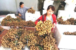 興安龍眼出口包裝工段。