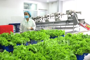 古芝縣某合作社的無公害蔬菜種植區。