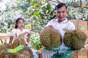 果農在收穫榴蓮。