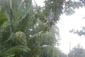 秋雨後的清晨。