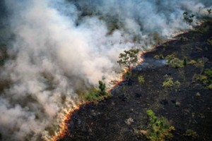 亞馬遜雨林 8月火災創 12 年紀錄