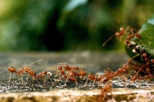 （示意圖源：互聯網）