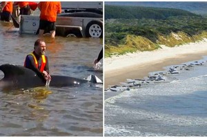 澳洲海灘 230 頭鯨擱淺僅 35 頭存活