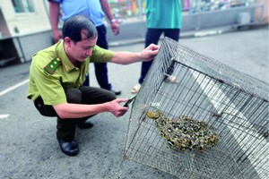 ２米長蟒蛇爬進校園