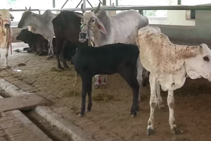 牛疙瘩皮膚病已導致印度近10萬頭牛死亡。（視頻截圖）