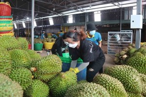 果農將達標榴槤包裝出口。