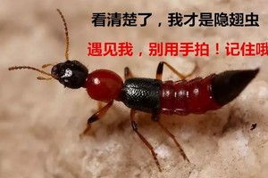 小心這種蟲拍了手爛、皮膚也潰爛