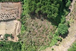 大面積的松林被砍伐，許多土地被侵占。（圖：重陽）