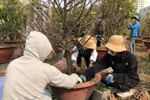 大學生兼職摘葉工作，讓梅花在春節綻放。