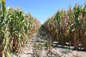 在意大利倫巴第大區曼托瓦拍攝的因乾旱受損的玉米。（圖：互聯網）