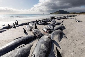 擱淺後死亡的領航鯨。（圖：DOC）