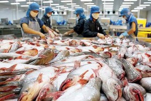 查魚加工生產線。（圖：VASEP）