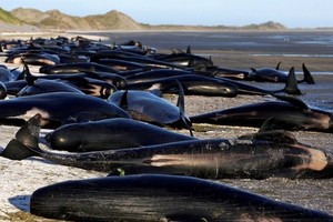 鯨魚擱淺死亡現場。（圖：互聯網）