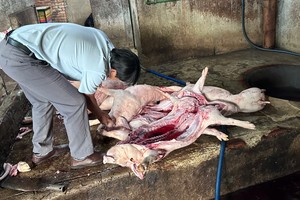 同奈省發現屠宰帶病菌死豬場