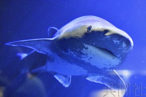 “微笑鯊魚”受到遊客歡迎