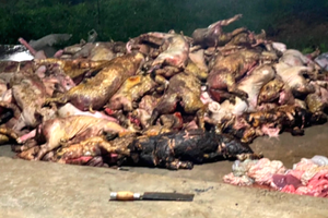 上千頭豬被觸電死亡