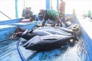 欧洲委员会记取越南克服 IUU 黄牌问题