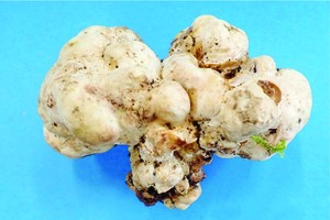 日本国内首次人工种植白松露成功