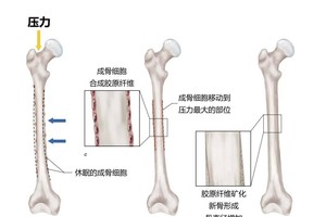 毫无压力骨骼更脆弱